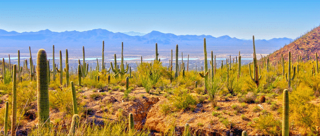 Luxury Vs Budget Travel Tucson Az Forest
